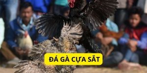 Đá gà cựa sắt