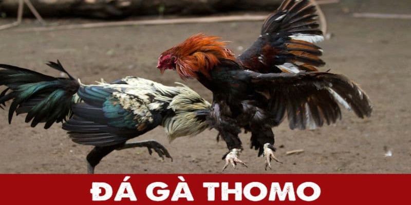 Đá gà Thomo nổi tiếng nhiều năm và được người chơi ưa chuộng