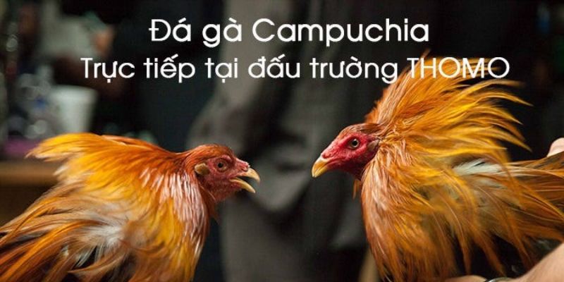 Những điểm hấp dẫn đặt biệt tại sảnh trực tiếp đá gà C1